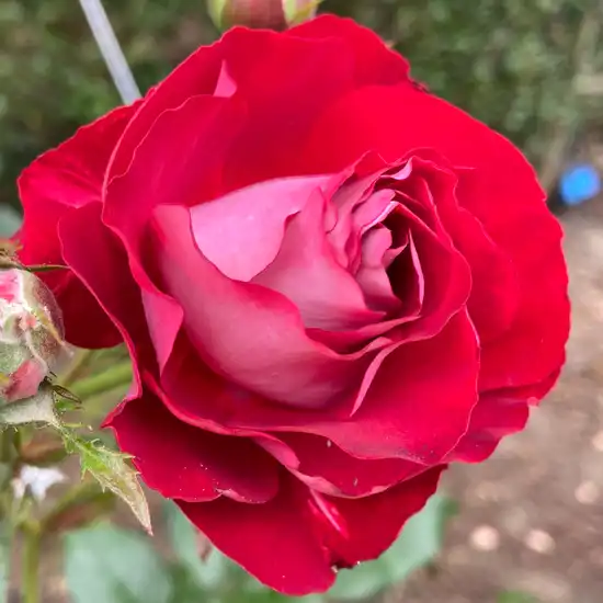 Trandafiri Floribunda - Trandafiri - Rose Der Einheit® - 